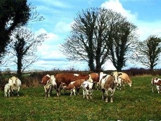 Grove Farm House Inistioge Exterior photo